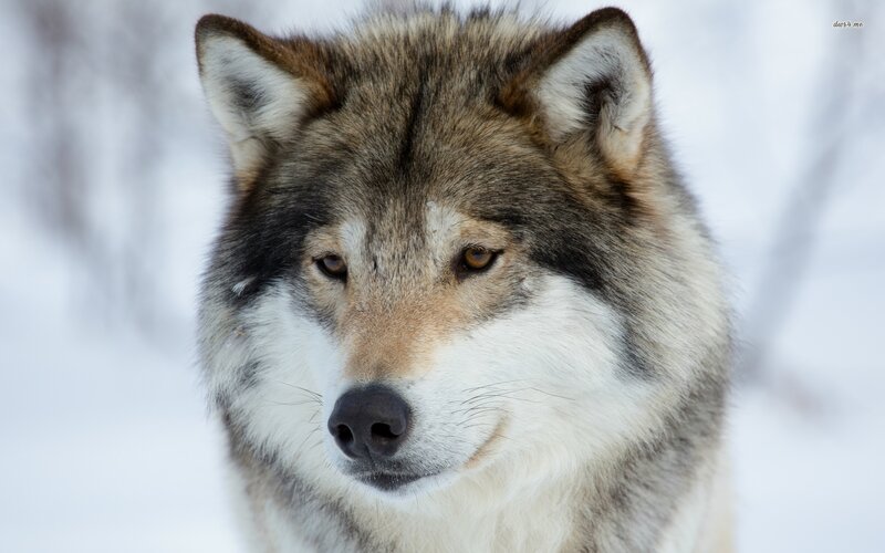 Wolf in Winter — White, Calm