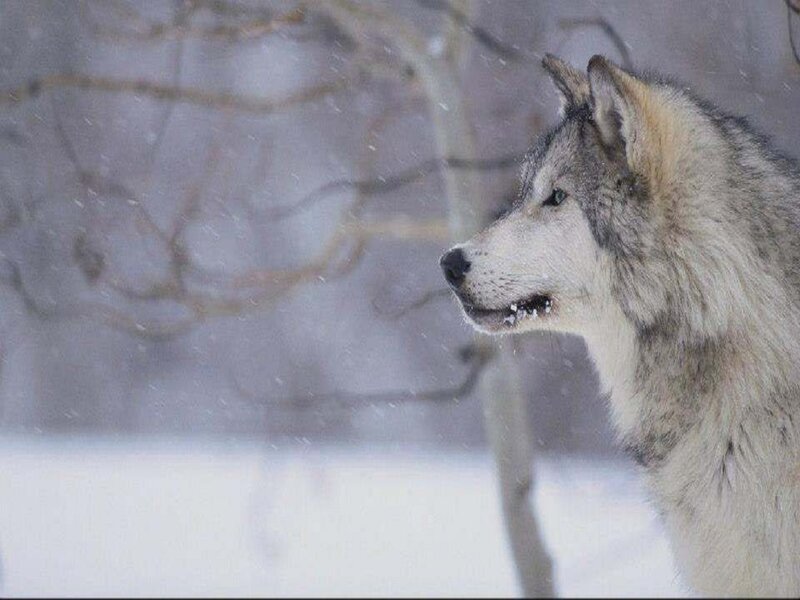 Wolf in Winter — White