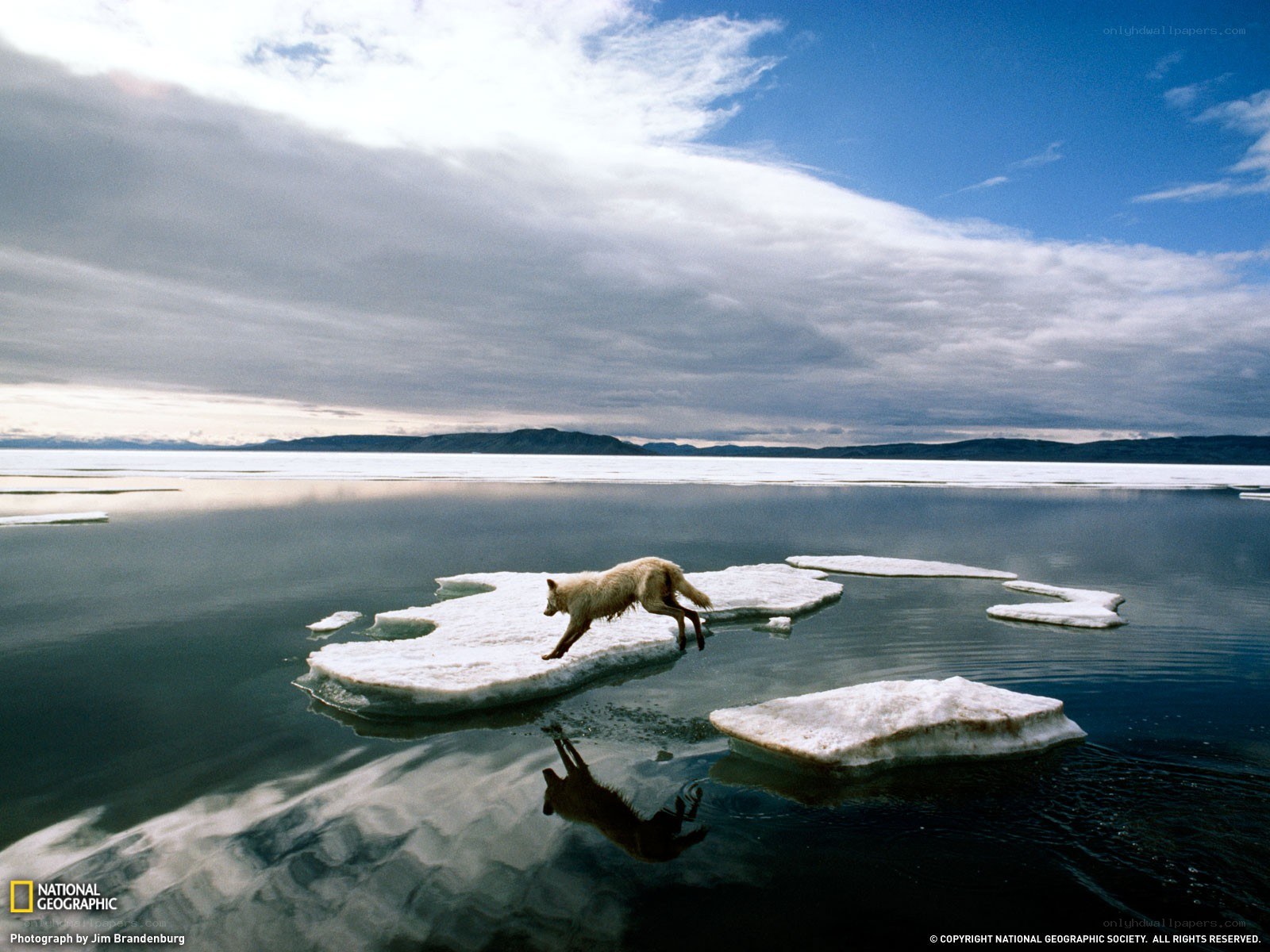 wolf jumping between ice floes