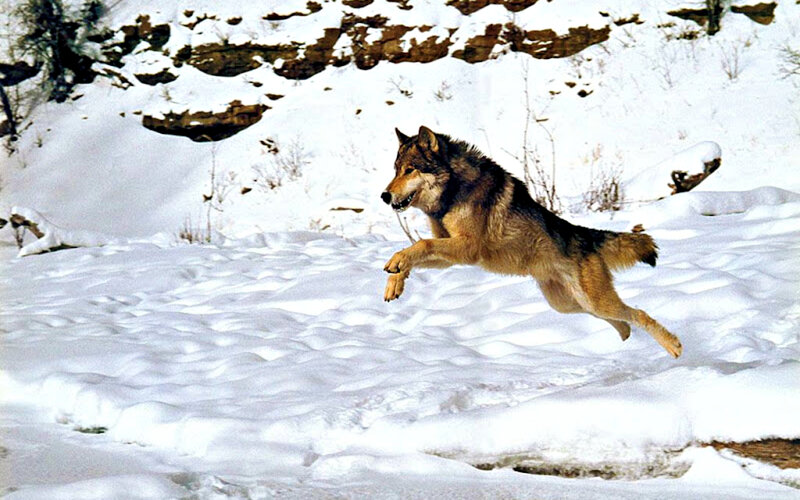 Wolf Jumping in Snow — White