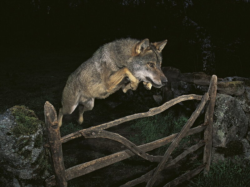 wolf jumping over fence