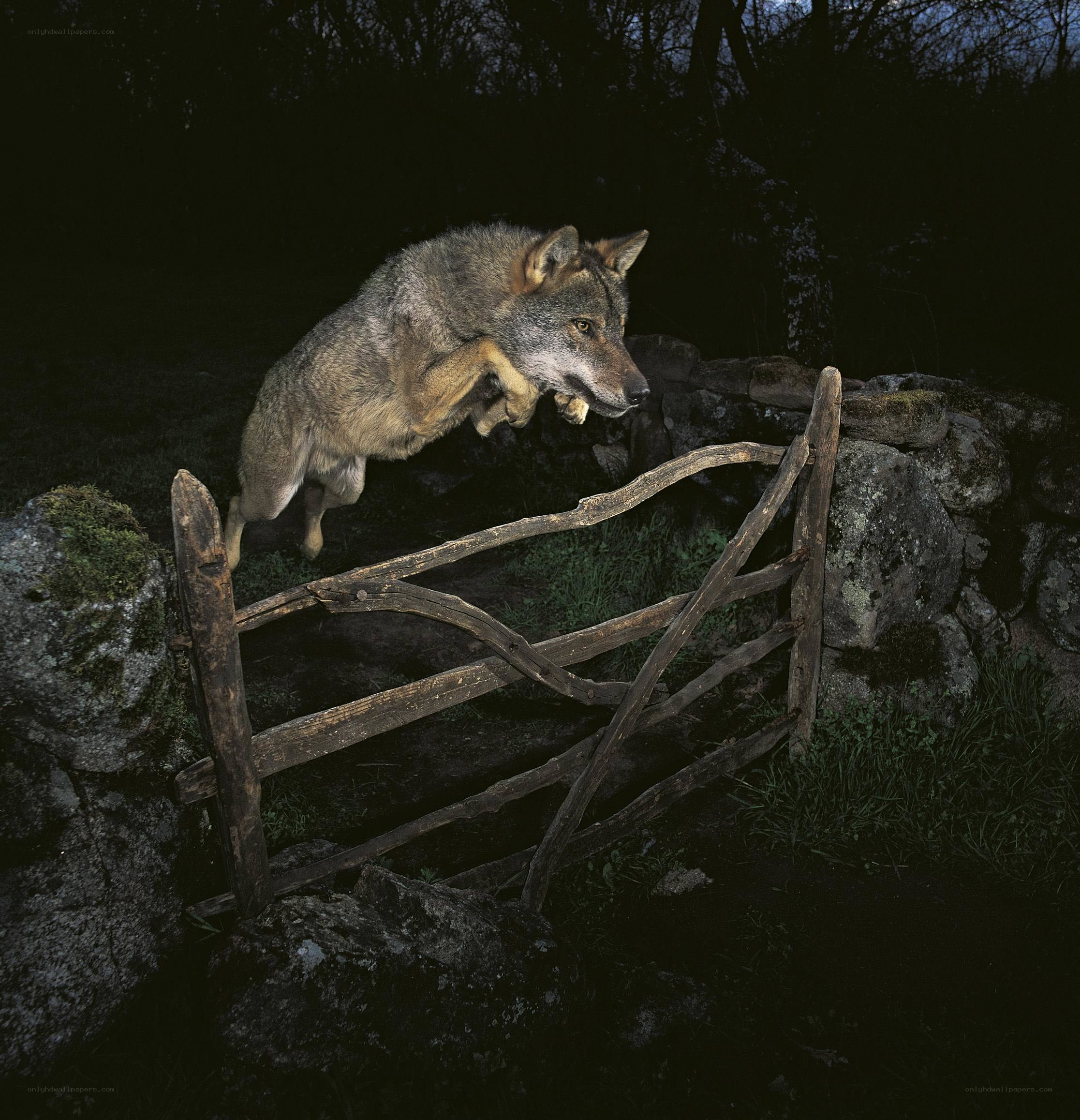 Wolf jumping over fence