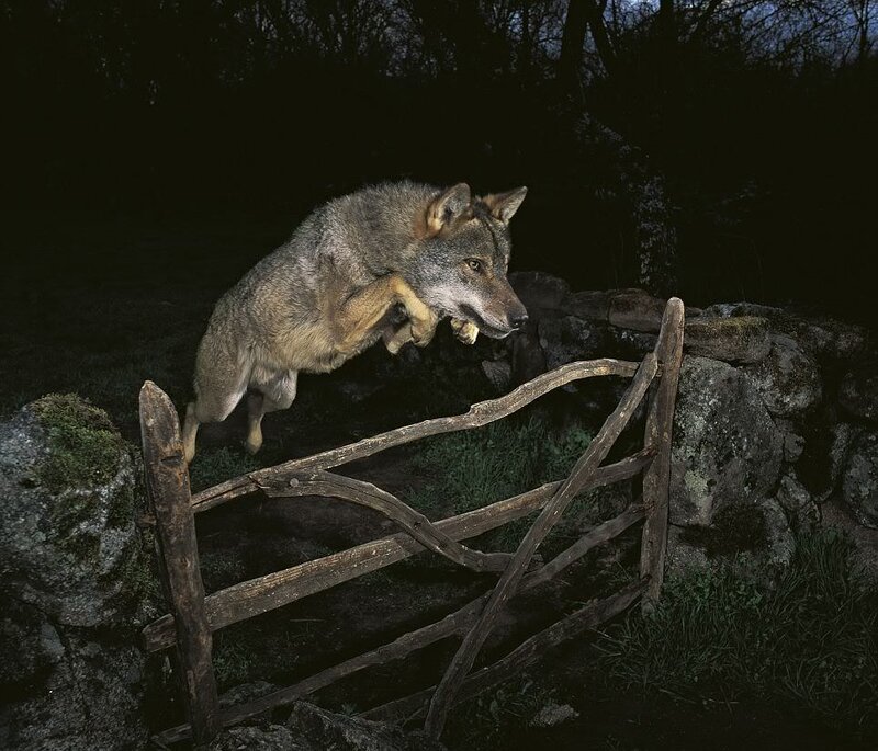 Wolf Jumping over Gate