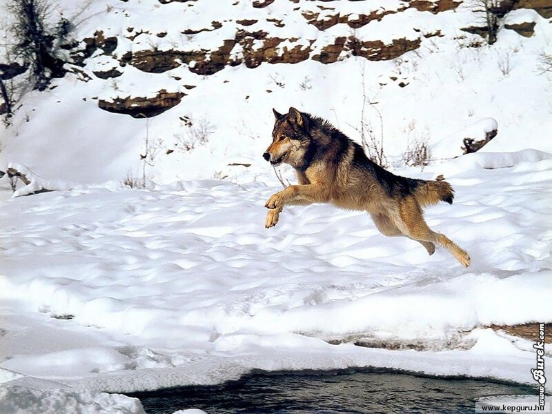 wolf jumping over river