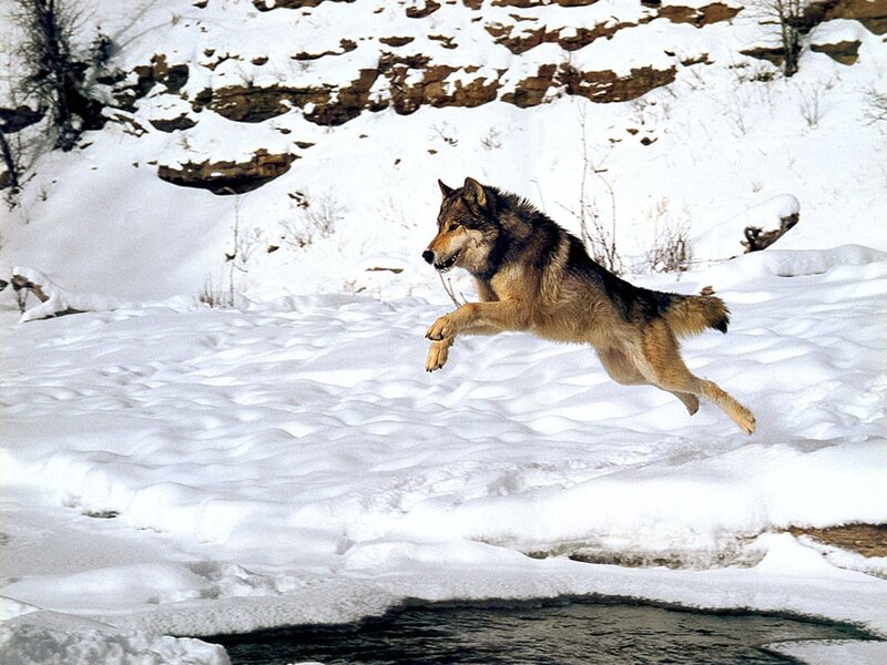 Wolf Jumping over River — White, Dynamic, Winter, Photograph, Snow