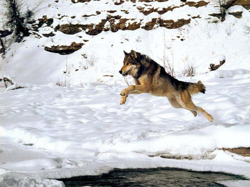 Wolf Jumping over River — White, Dynamic, Winter