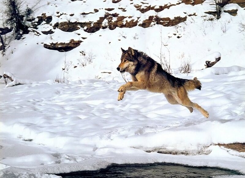 Wolf Jumping over River — White