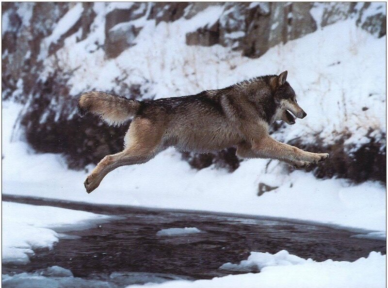 Wolf Jumping over Stream