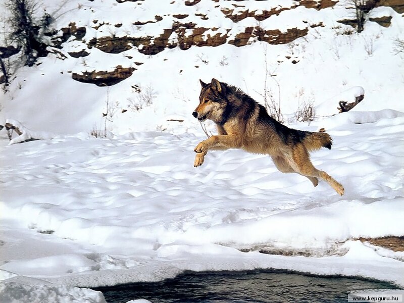 Wolf Jumping over Stream — White