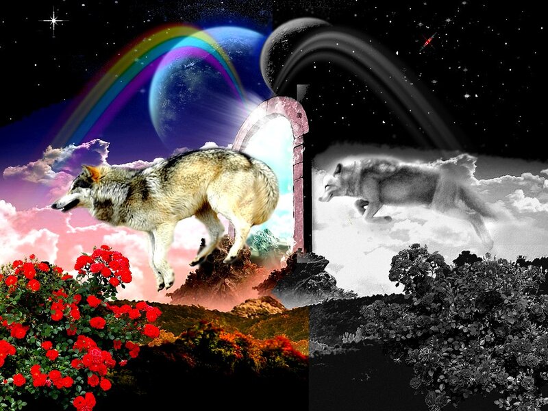 Wolf Jumping Through Portal