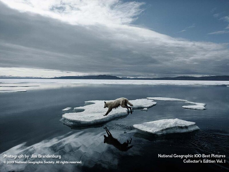 Wolf leaping between ice floes