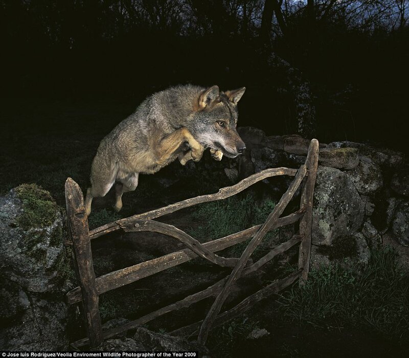 Wolf leaping over a gate