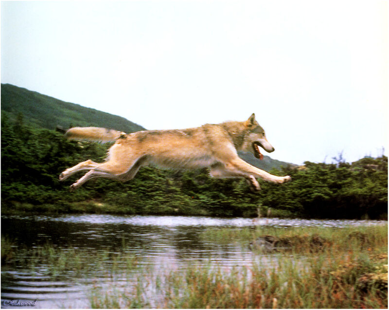 Wolf Leaping over Water