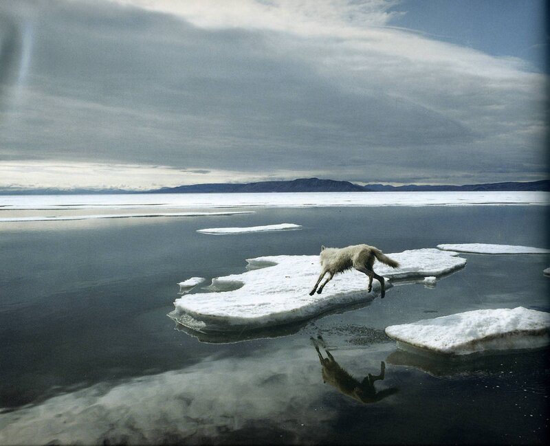 wolf leaps across ice floes