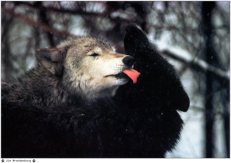 Wolf Licking Black Fur