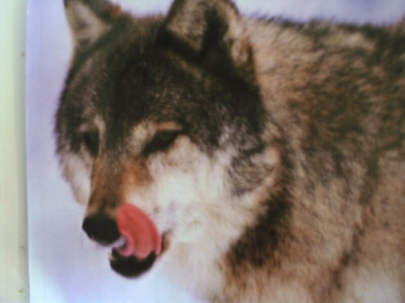 wolf licking its nose
