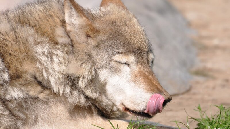 Wolf Licking Its Nose — Brown, Calm