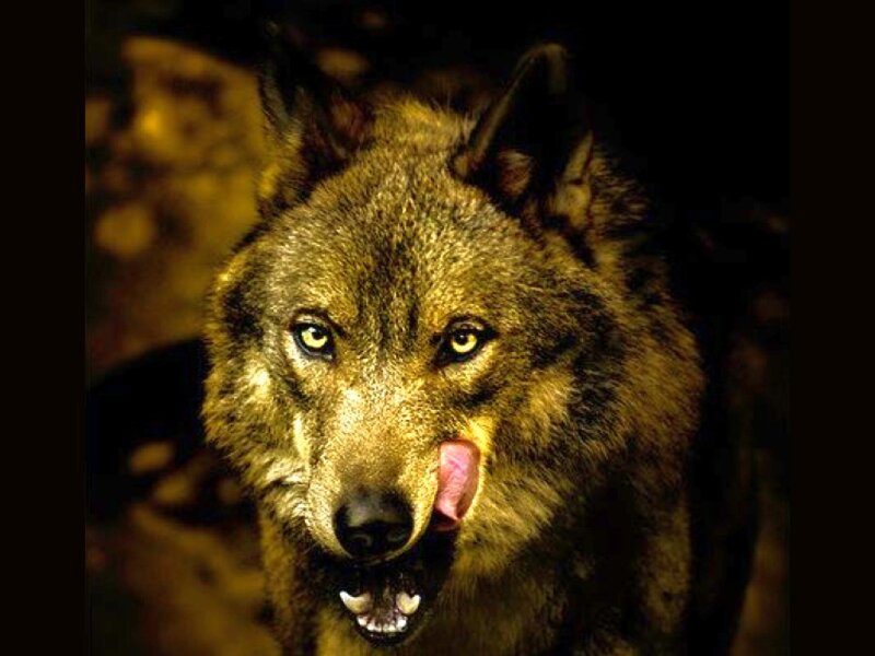 Wolf Licking Its Nose — Brown