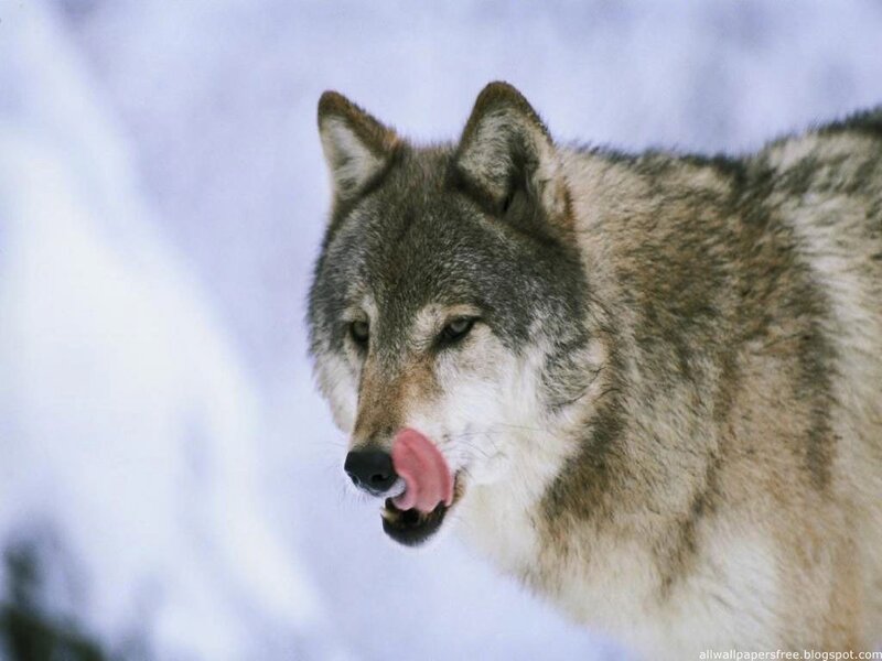 Wolf Licking Its Nose — Gray, Calm
