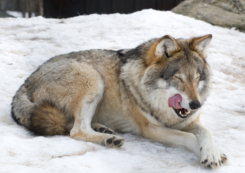 Wolf Licking Its Nose — Gray