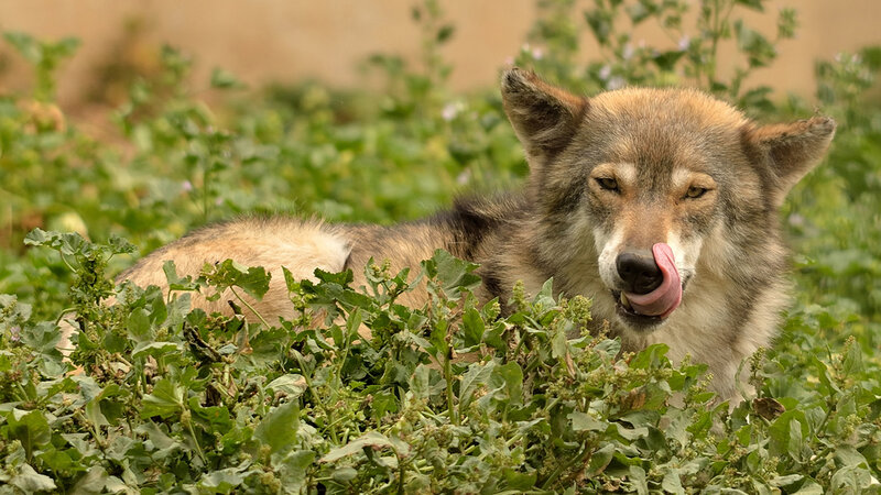 Wolf Licking Its Nose — Green