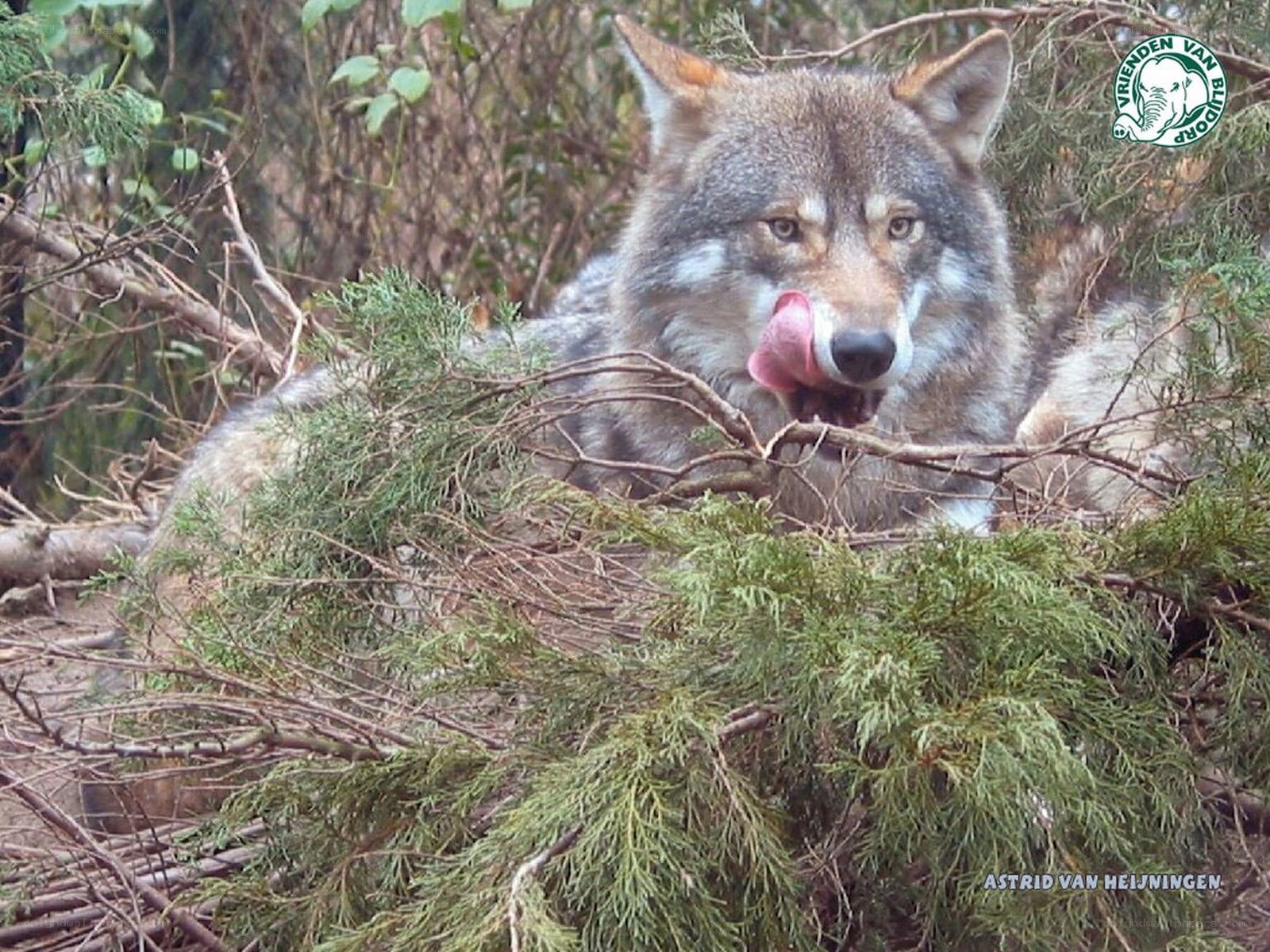 wolf licking its nose in forest