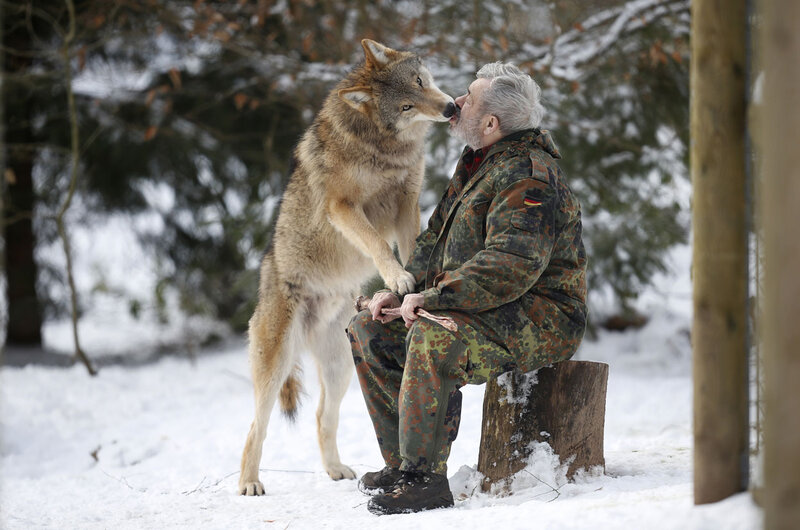 Wolf Licking Man