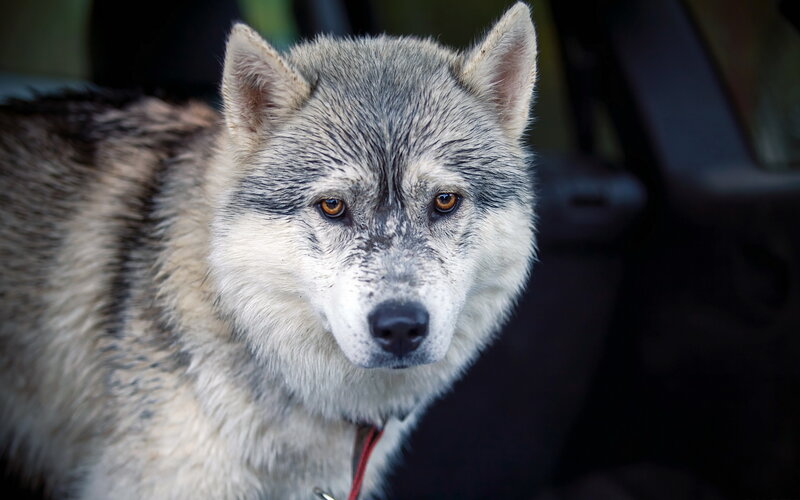 Wolf-like Dog in Car