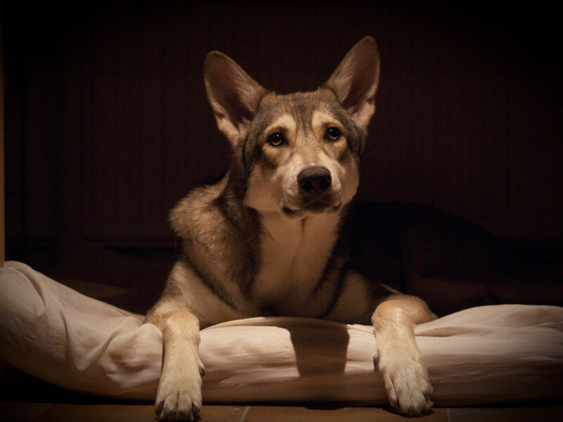 Wolf-like Dog on Bed — Brown