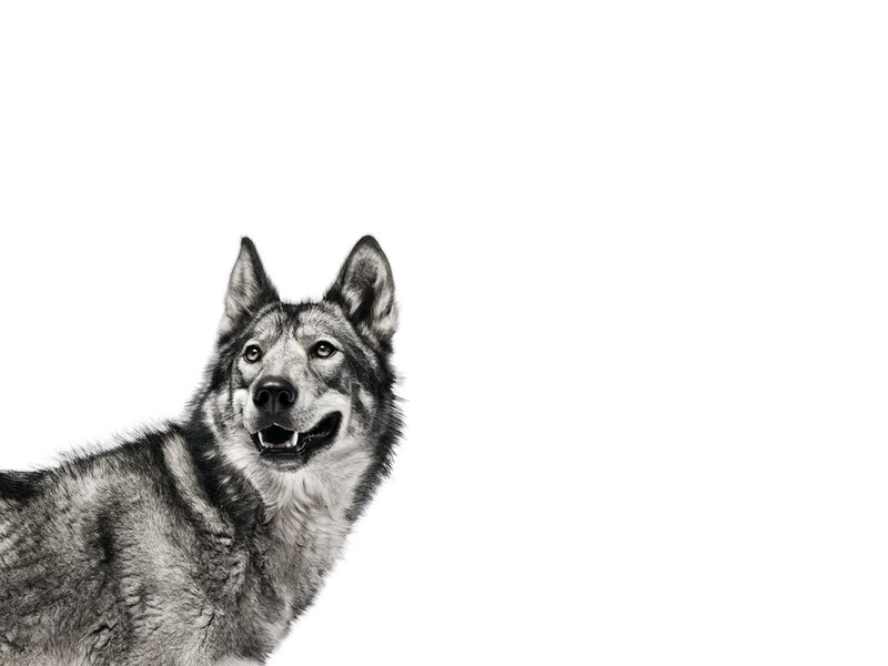 wolf-like dog on white background