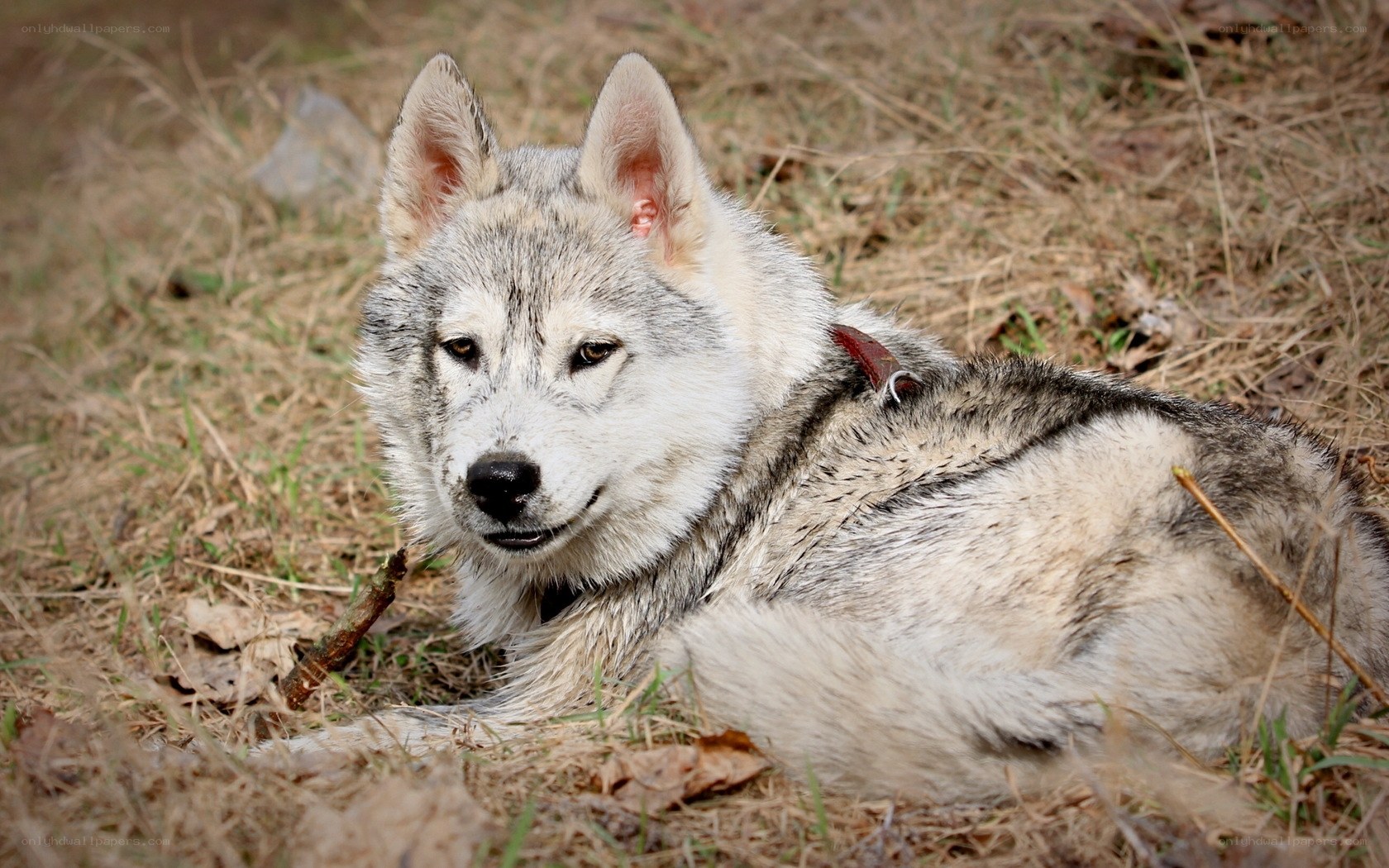 wolf-like dog resting in grass