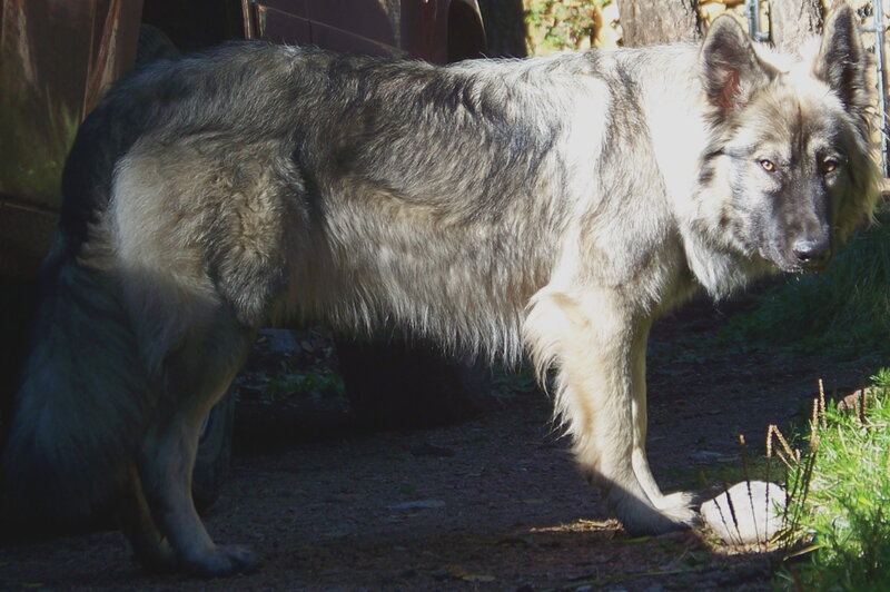 Wolf-like Dog Standing