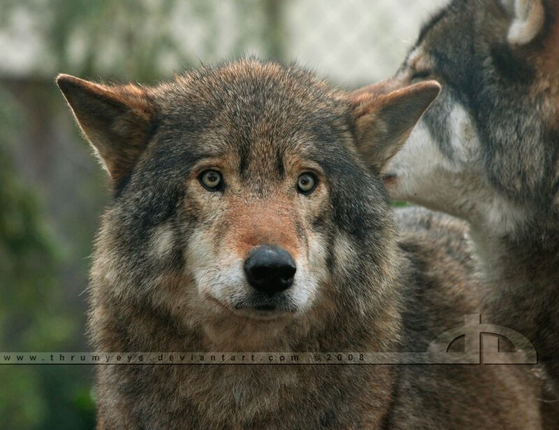Wolf Looking at Camera