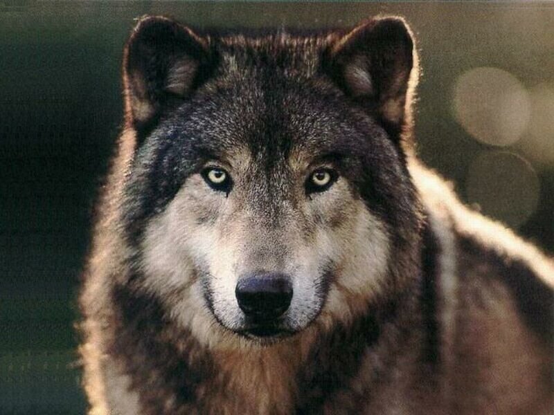 Wolf Looking Forward — Gray, Intense, Photograph, Eyes