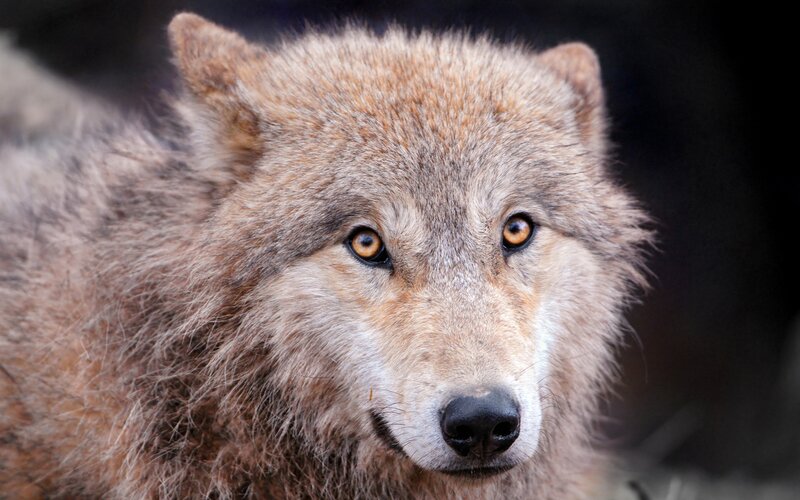 Wolf Looking Forward