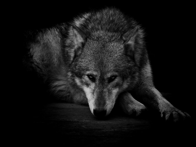 Wolf Lying Down — Black, Dramatic