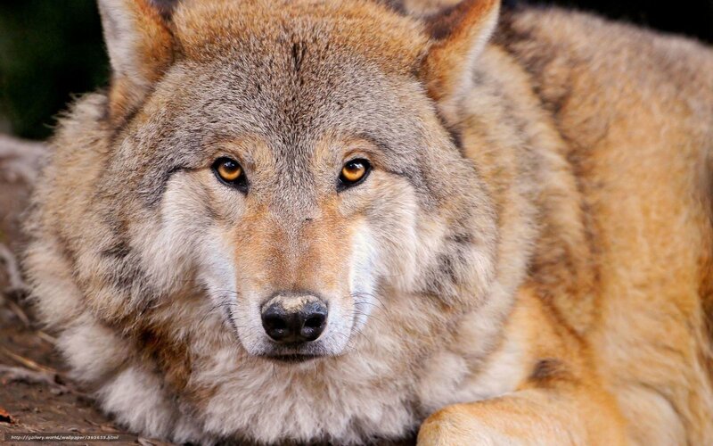 Wolf Lying Down — Brown, Calm, Photograph