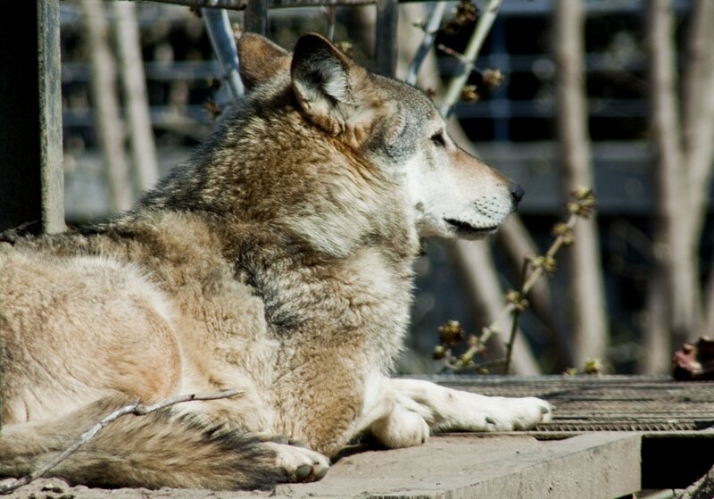 Wolf Lying Down — Brown, Calm