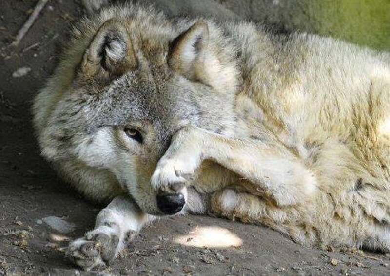 Wolf Lying Down — Gray, Calm, Photograph