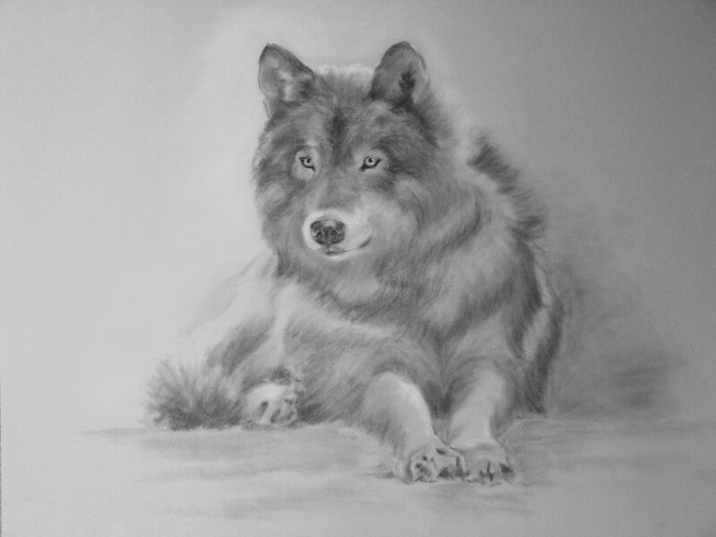 Wolf Lying Down — Gray, Calm