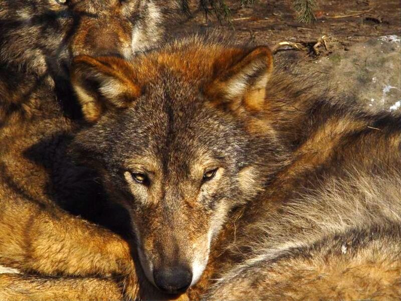 Wolf Lying Down