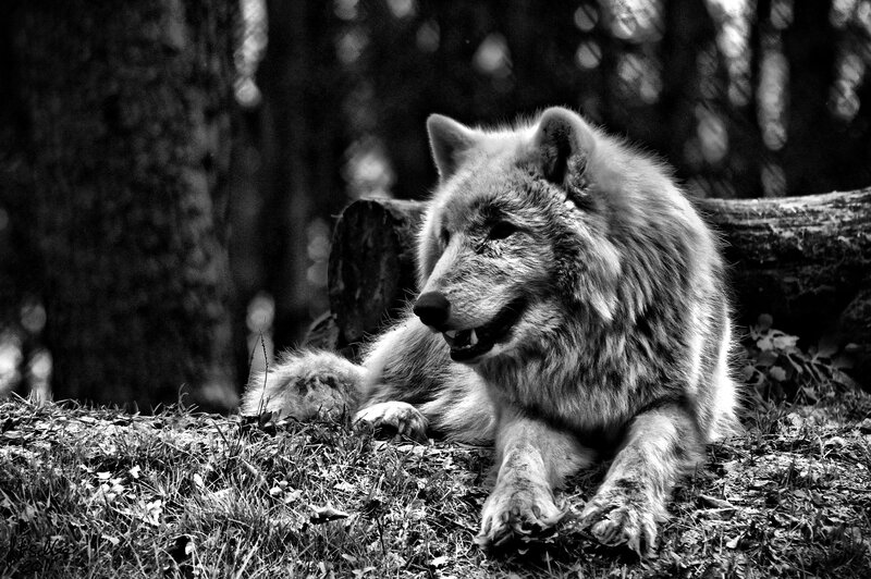 Wolf Lying in Forest — Black