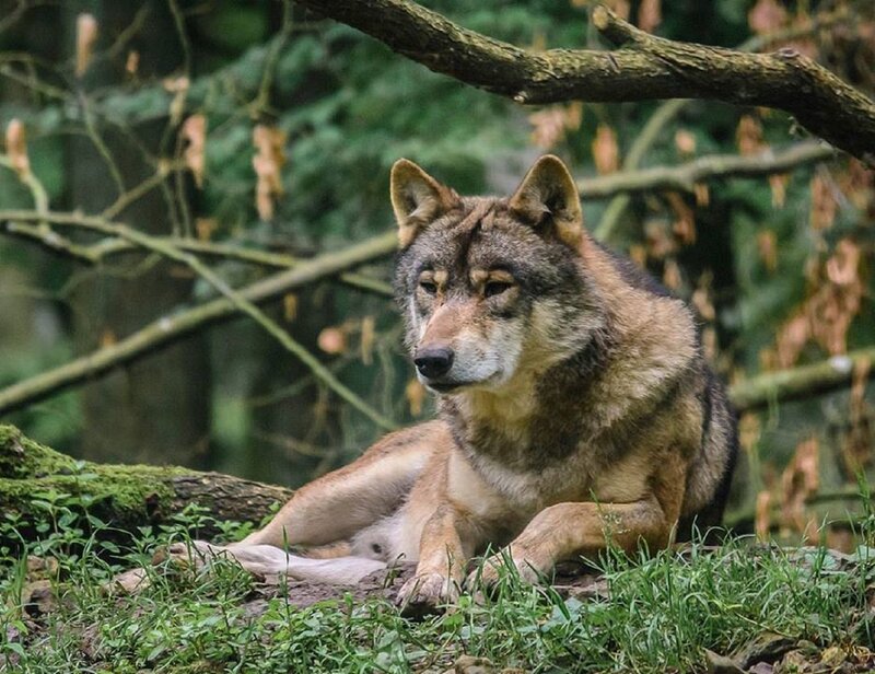 Wolf Lying in Forest — Brown, Calm