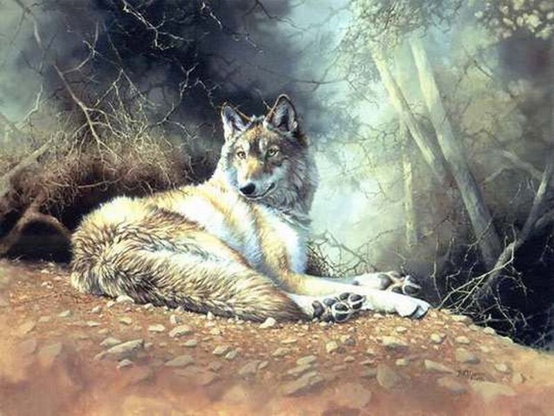 Wolf Lying in Forest