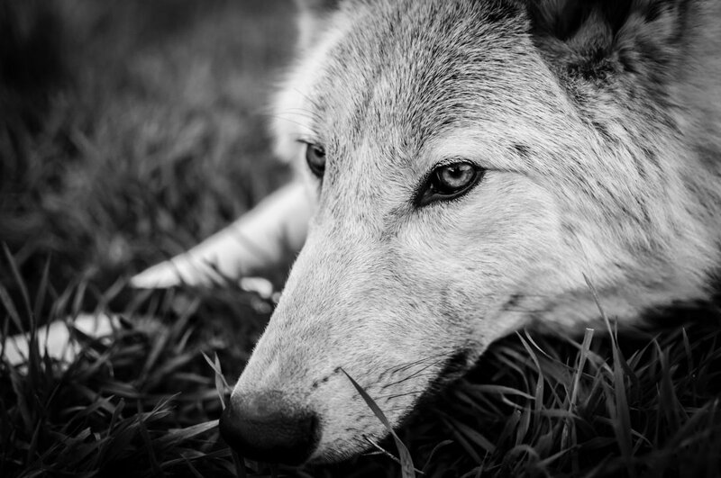 Wolf Lying in Grass — Black
