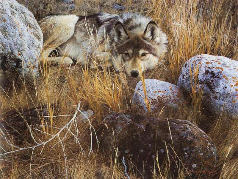 Wolf Lying in Grass — Brown, Alert, Autumn, Painting