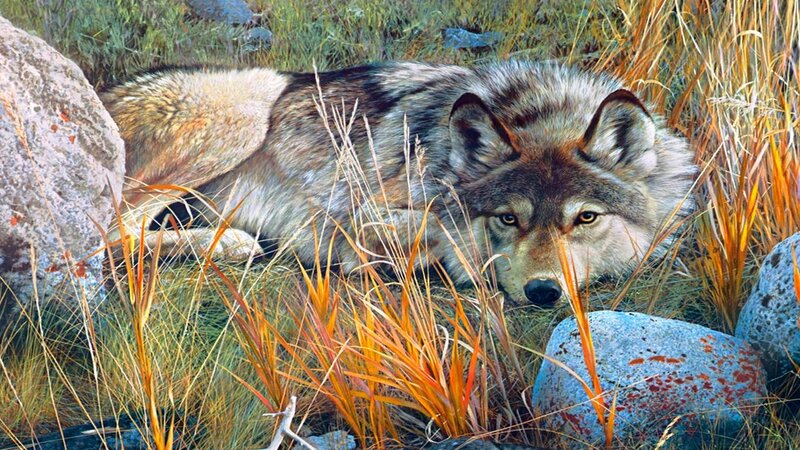 Wolf Lying in Grass — Brown, Alert, Autumn