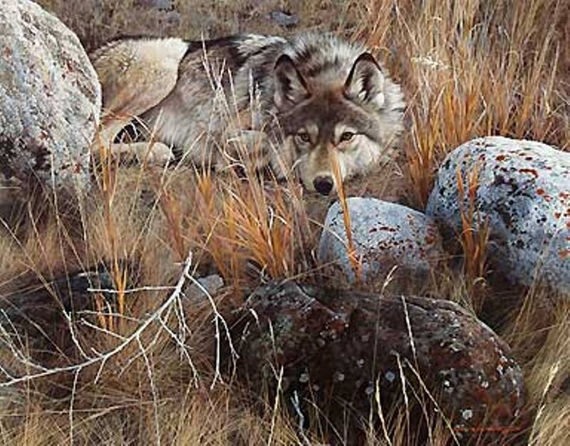 Wolf Lying in Grass — Brown, Alert