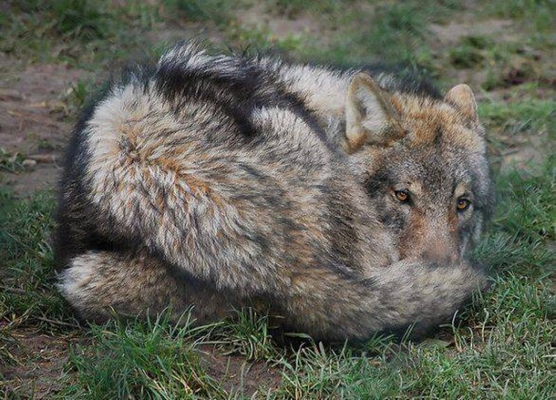 Wolf Lying in Grass — Brown, Calm, Afternoon, Photograph
