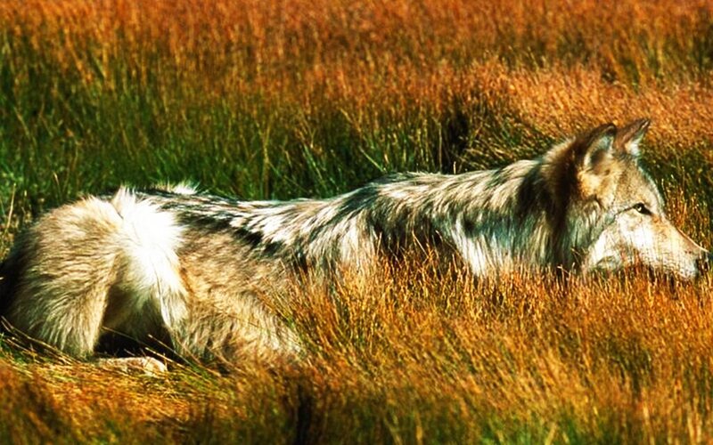 Wolf Lying in Grass — Brown, Calm, Afternoon